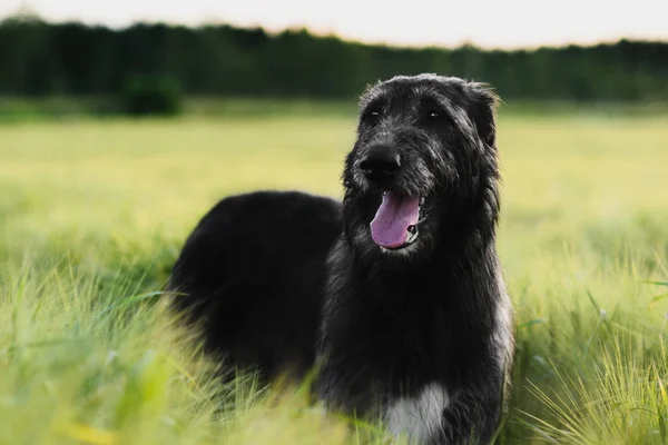 Gün batımında buğday alanında İrlandalı Wolfhound ayakta