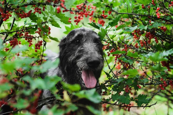 Милый ирландский волкодав смотрит из красной смородины ветвей — стоковое фото