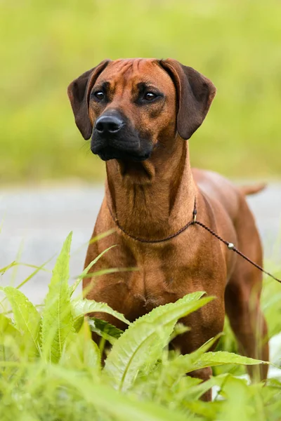 Rhodesian Ridgeback de pie en la hierba en el sol de verano —  Fotos de Stock