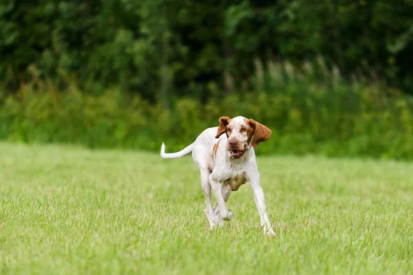 布拉科意大利语的狩猎犬在场上奔跑 — 图库照片