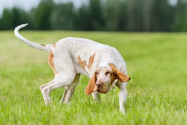 Bracco Italiano cão de caça correndo no campo — Fotografia de Stock
