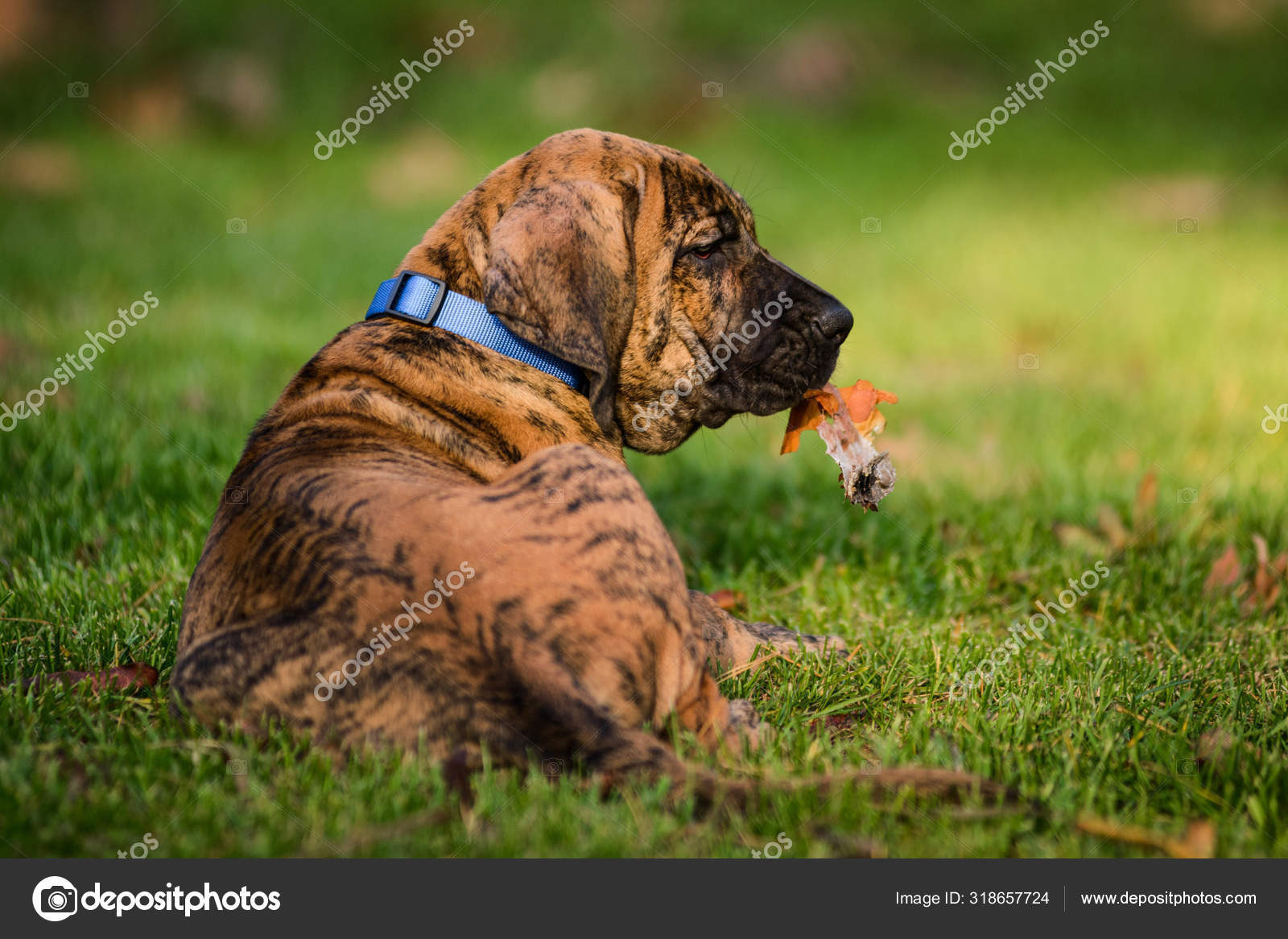 Adorable Fila Brasileiro brindle color puppy chewing wood stick Stock Photo  by ©olgagorovenko 318657844