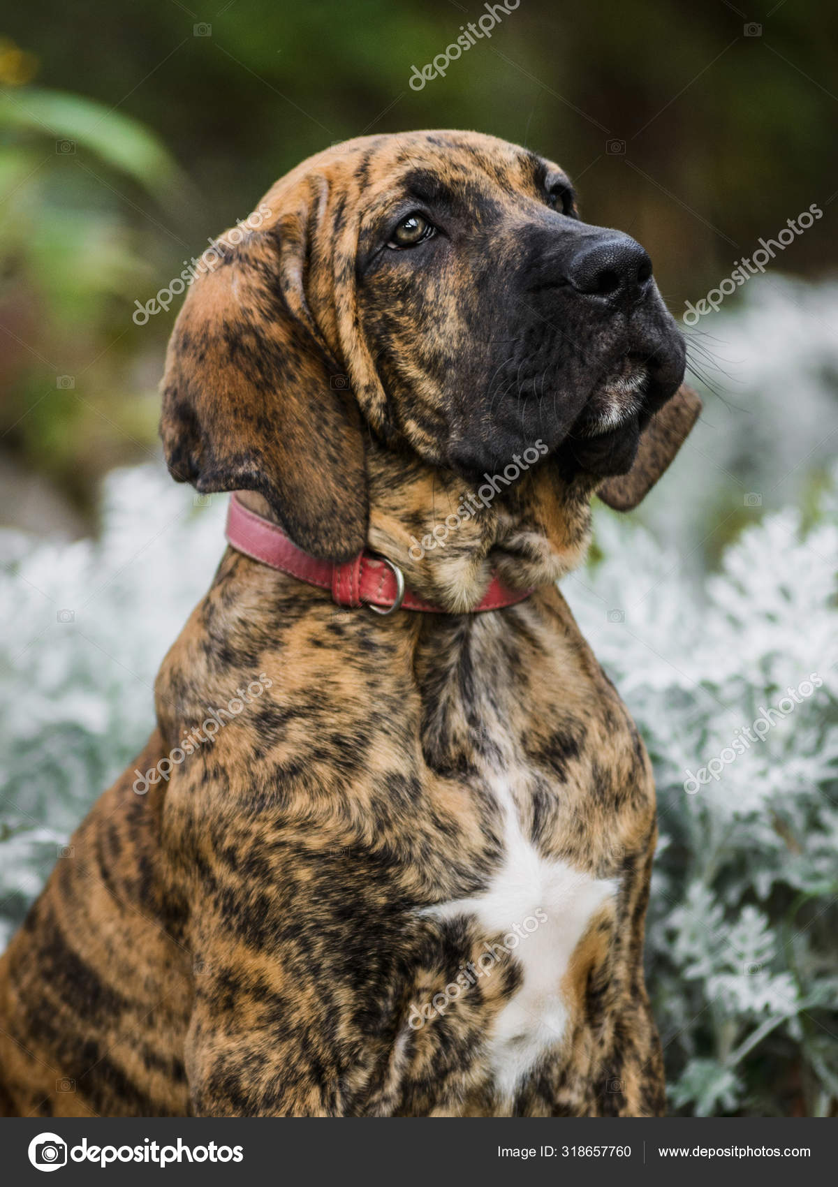 Retrato de cachorro adorável Fila Brasileiro brindle cor fotos, imagens de  © olgagorovenko #318657760