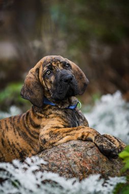 Sevimli Fila Brasileiro brindle renkli yavru köpek portresi