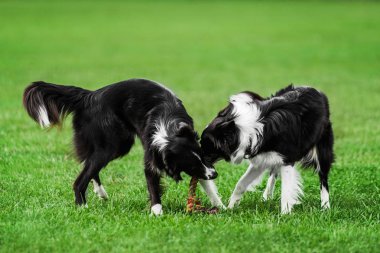 İki adet çoban köpeği halat çekme oyunu oynuyorlar.