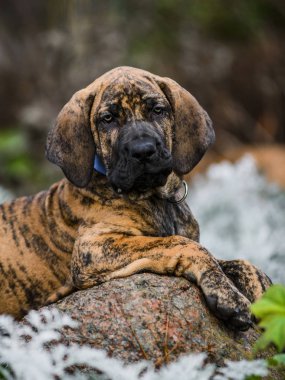 Sevimli Fila Brasileiro brindle renkli yavru köpek portresi