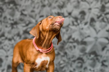 Şirin rodezya gergedanı köpek yavrusu dilini gösteriyor, portreyi kapat.
