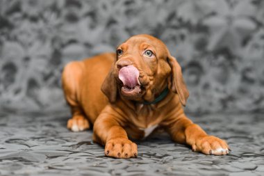 Komik yüzlü rodezyalı sırtlı köpek yavrusu.