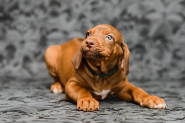 Gri arka planda komik yüzlü rodezyan köpek yavrusu.