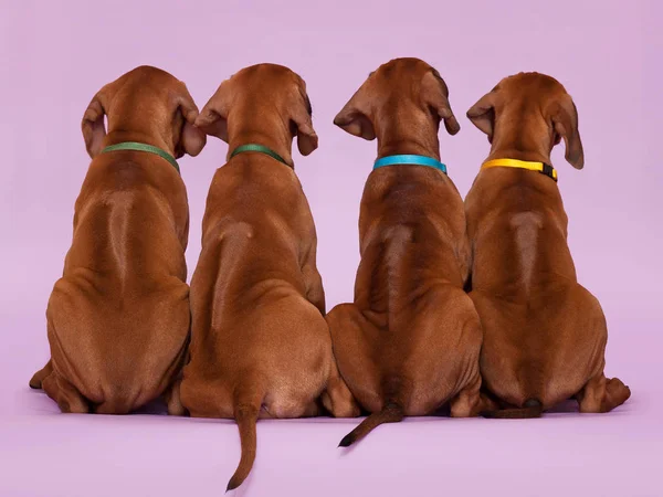  Dört adet rodezya sırtlı köpek yavrusu ters oturarak Ri 'yi gösteriyor.