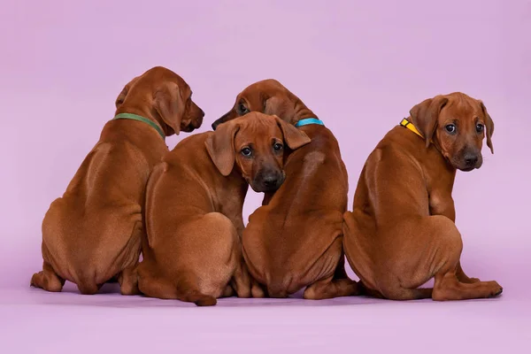 four 4 rhodesian ridgeback puppies sitting in raw on violet back
