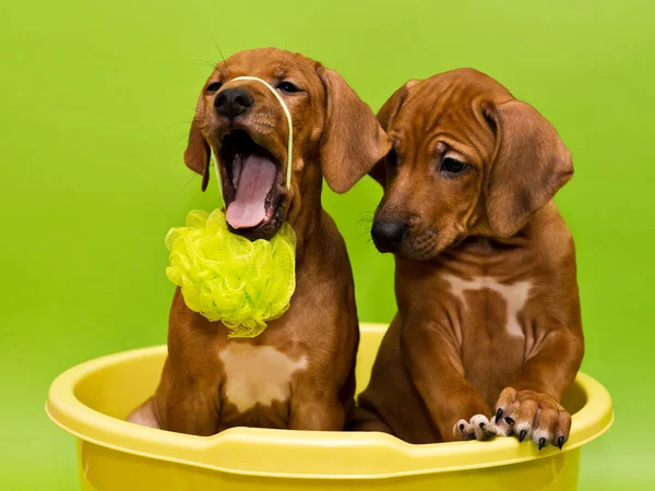 Dois cachorros banhando-se na bacia amarela cercado com bolhas de sabão — Fotografia de Stock