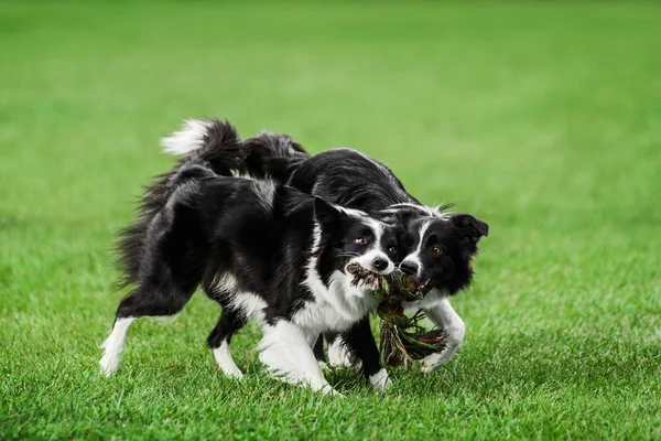 Two border collie playing pulling tug rope toy — Stock Photo, Image