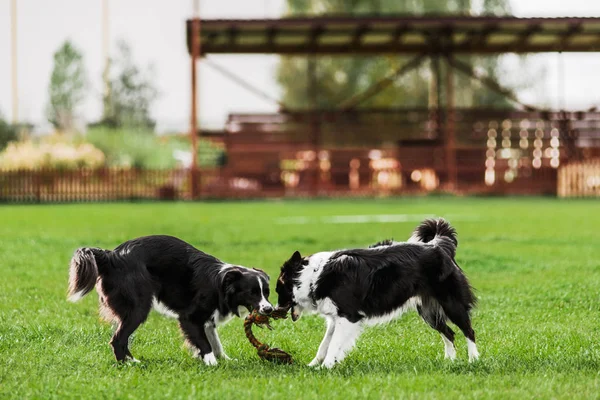 Two border collie playing pulling tug rope toy — Stock Photo, Image