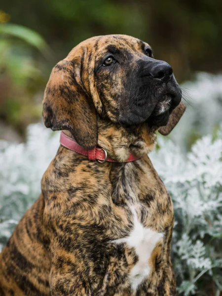 Retrato de cachorro adorável Fila Brasileiro brindle cor — Fotografia de Stock