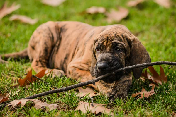 Adorable Fila Brasileiro brindle color puppy chewing wood stick — Stock Photo, Image