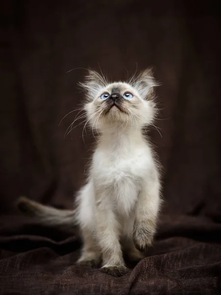 Curieux chaton moelleux siamois ludique levant les yeux prêt à chasser — Photo