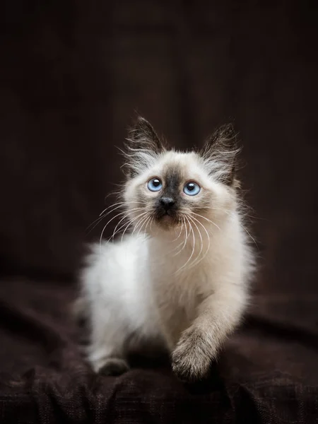 Curious playful Siamese fluffy kitten looking up ready to hunt — Stock Photo, Image