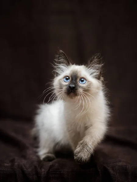 Meraklı oynak Siyam tüylü kedi yavrusu avlanmaya hazır. — Stok fotoğraf