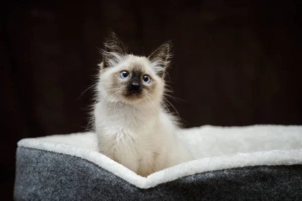 meraklı oynak Siyam tüylü kedi yavrusu avlanmaya hazır.
