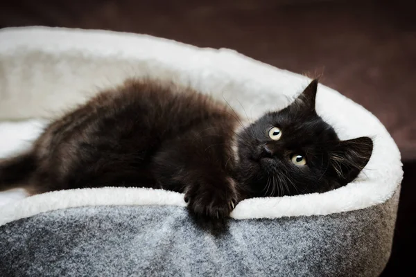 猫のベッドでリラックス横たわっている茶色のふわふわ子猫の肖像画 — ストック写真