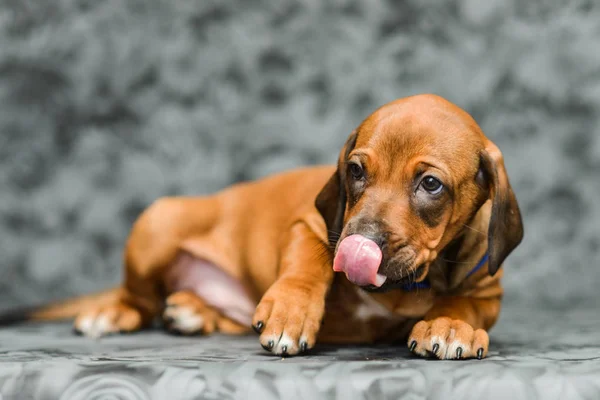 Cara engraçada rhodesian ridgeback cachorro com língua para fora — Fotografia de Stock