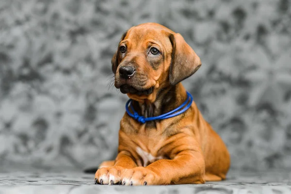 Bonito rodesian ridgeback filhote de cachorro lyiing no cinza fundo — Fotografia de Stock