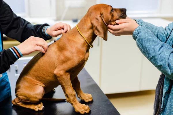 Rodezya sırtlı köpek yavrusu veteriner kliniğinde ikinci aşı.