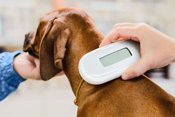 Veteriner çip implantını yavru köpeğe takıyor. Cihaz kapalı.