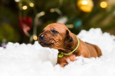 Karda şirin bir köpek yavrusu ve yeni yıl süslemeleri.