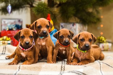 Dört sevimli köpek yavrusu, süslü Noel ağacı ve yeni yıl hediyeleri.