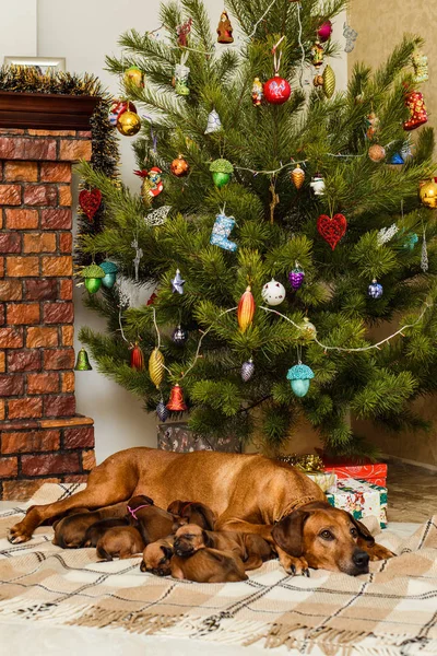 Moeder hond en negen pasgeboren pups in kerstversiering — Stockfoto