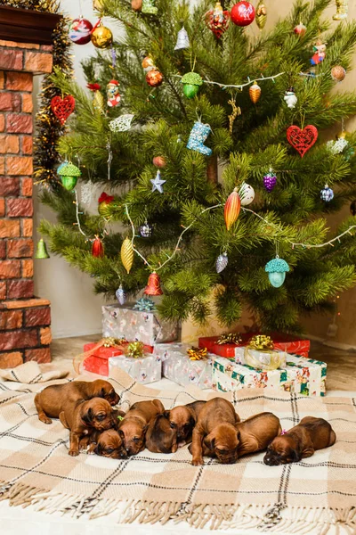Neun neugeborene Welpen, geschmückter Weihnachtsbaum und Neujahrsgeschenk — Stockfoto