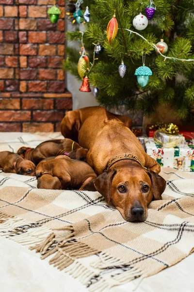 Moeder hond en negen pasgeboren pups in kerstversiering — Stockfoto