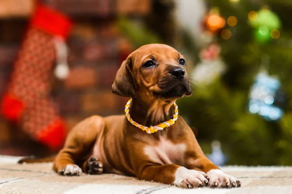 Rhodesian ridgeback puppy op kerstmis open haard met sokken terug — Stockfoto