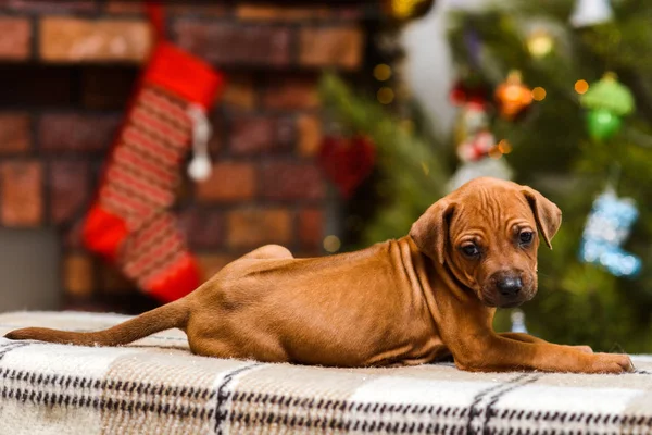 Rhodesian ridgeback puppy op kerstmis open haard met sokken terug — Stockfoto