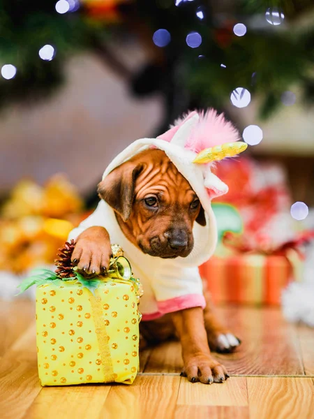 Schattige puppy dragen eenhoorn kostuum holding gift — Stockfoto