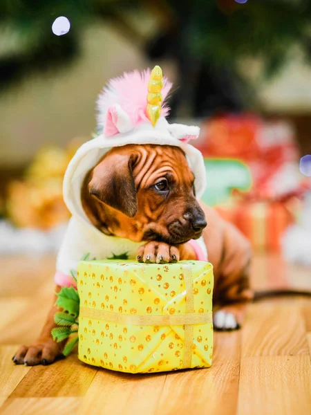 Schattige puppy dragen eenhoorn kostuum holding gift — Stockfoto
