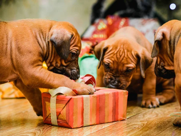 Dos lindos cachorros abriendo regalos de Navidad, regalos de año nuevo —  Fotos de Stock