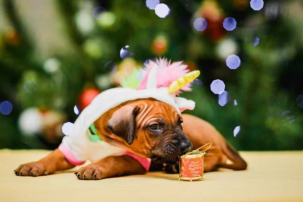 Leuke puppy draagt eenhoorn kostuum, kerstboom en geschenken — Stockfoto