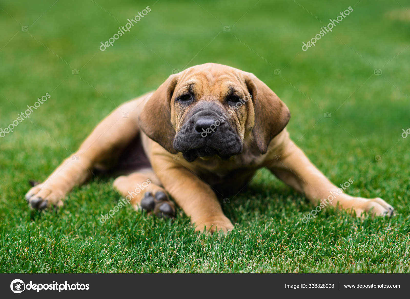 Retrato de cachorro adorável Fila Brasileiro fotos, imagens de