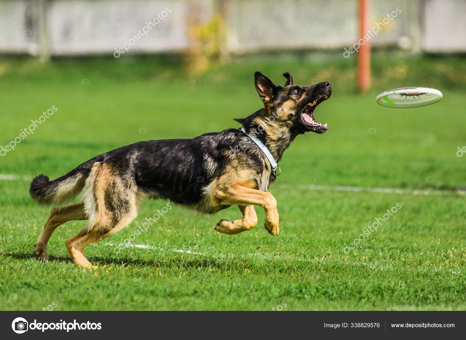 Flying with best sale a german shepherd