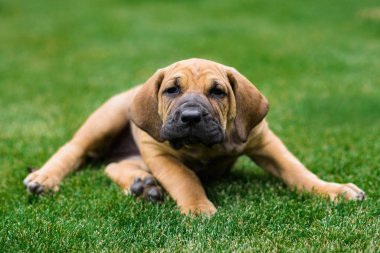 Sevimli Fila Brasileiro köpek portresi