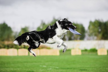 Sınır çoban köpeği atlama uçan disk yakalama, köpek sporları yarışması