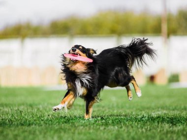 Heyecanlı Shetland çoban köpeği Sheltie uçan diski yakalıyor.