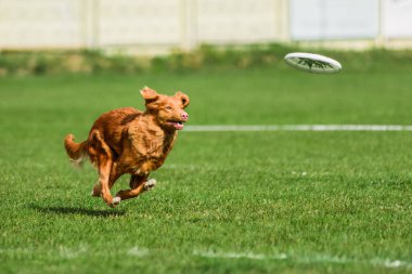 Yuvarlanan disk ve köpek sporları yarışması için koşan gişe.
