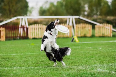 Sınır çobanı uçan disk yakalıyor, açık hava köpek spor kooperatifi