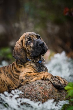 Sevimli Fila Brasileiro brindle renkli yavru köpek portresi