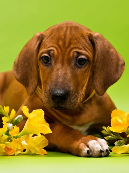 Puppy close up portret, lentebloemen, groene achtergrond — Stockfoto