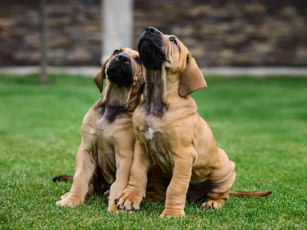 필라 브라 질레이루아 ( 브라질 마스티프 ) 강아지 두 마리가 재미있게 노는 모습 — 스톡 사진